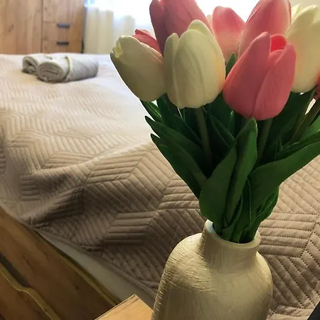 Tulipán * Makó