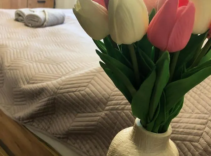 Tulipan * מאקו